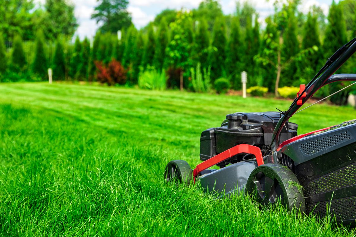 Lawn Care Tips for Newcastle Homes
