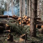Quick Guide to Tree Removal in Newcastle
