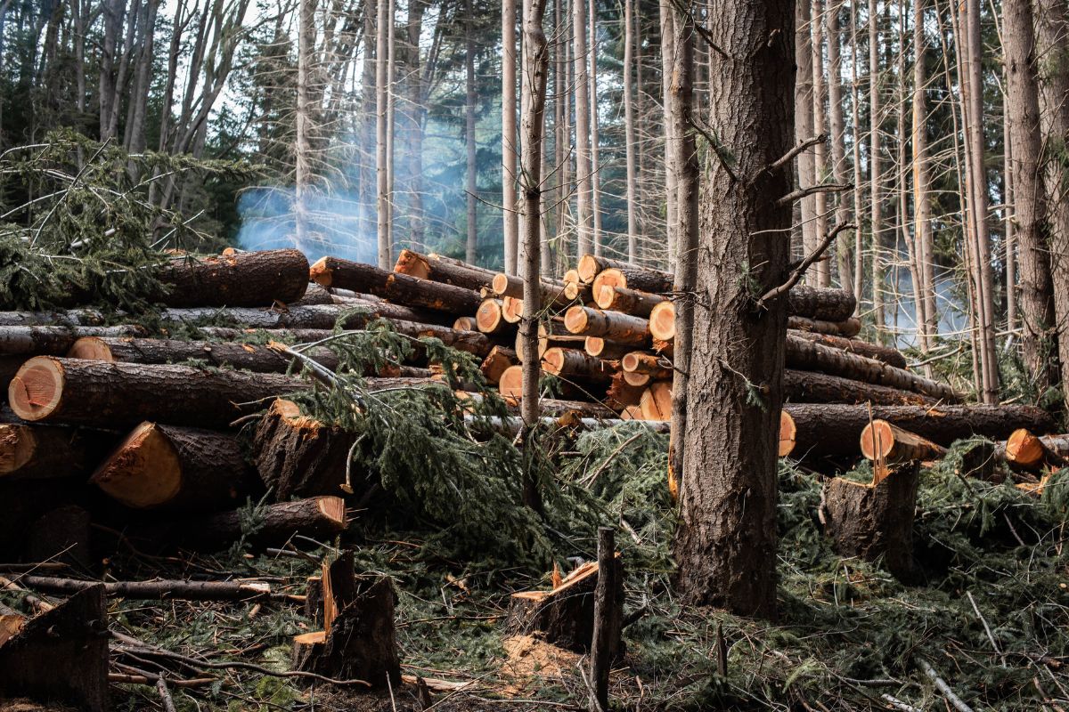 Quick Guide to Tree Removal in Newcastle